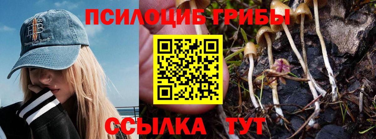 наркота  Вход с VPN  Выборг  Псилоцибиновые грибы Psilocybine cubensis 